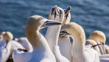 Jiu You-赛季末价格：季后赛门票涨价的背后玄机，季后赛买票