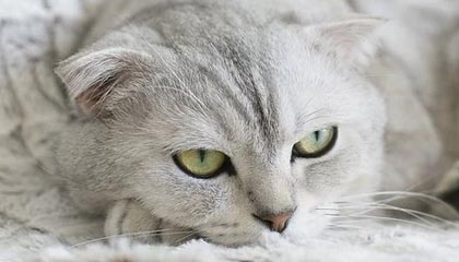 Jiu You-赛季末价格：季后赛门票涨价的背后玄机，季后赛买票